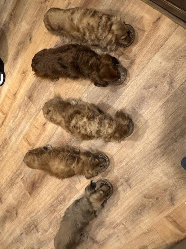 5 little girls at dinner