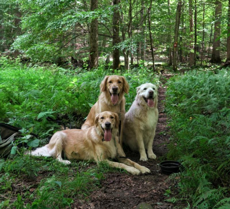 Still hiking with us at 13.5 years old!
