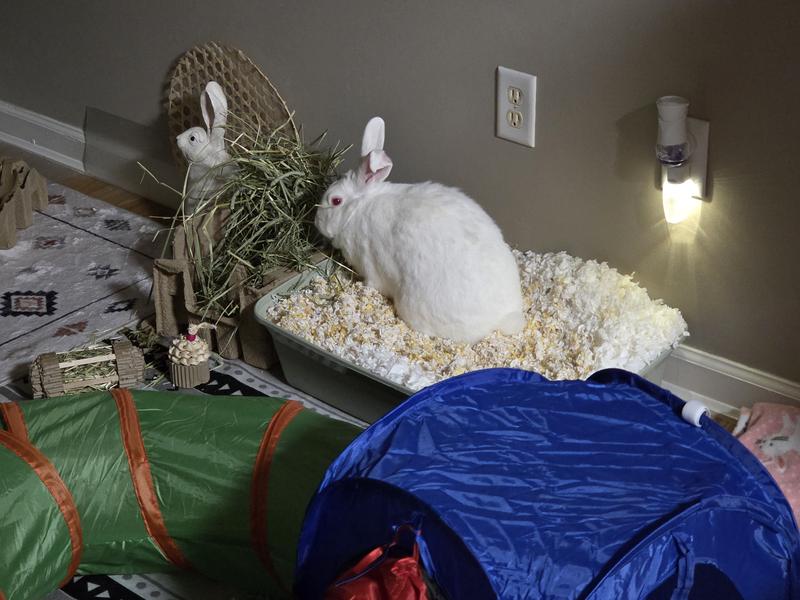 Enjoying her hay and her bedding