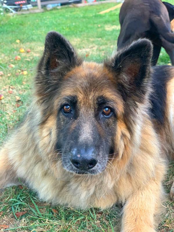 Charlie Bucket - 11 days and he’ll be 13!