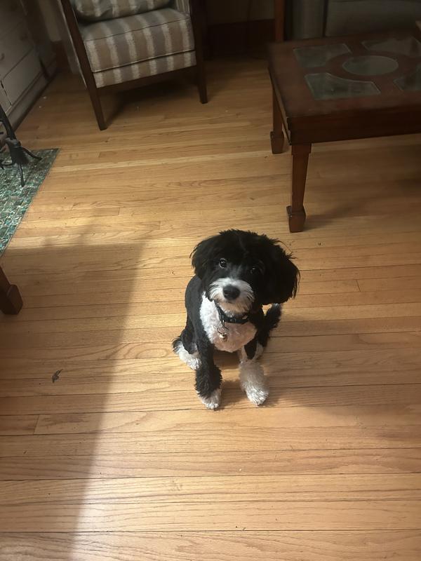 Looks innocent.  “I didn’t do it”