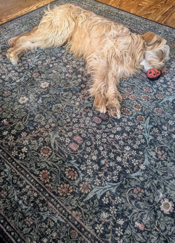 A dog’s best friend.