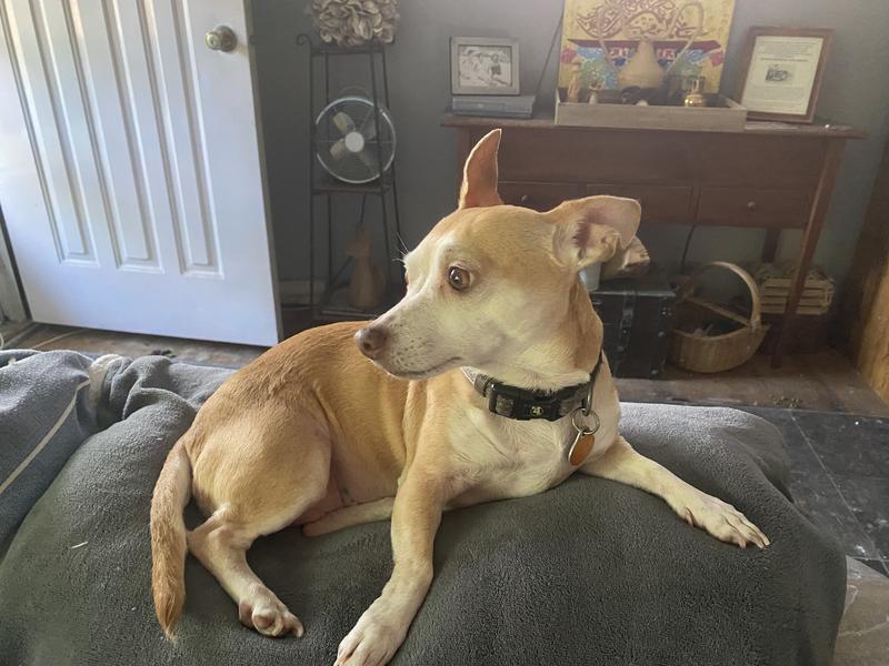 CHEWMASTERS Beef Liver Bites FreezeDried Dog Treats, 17.6oz bag