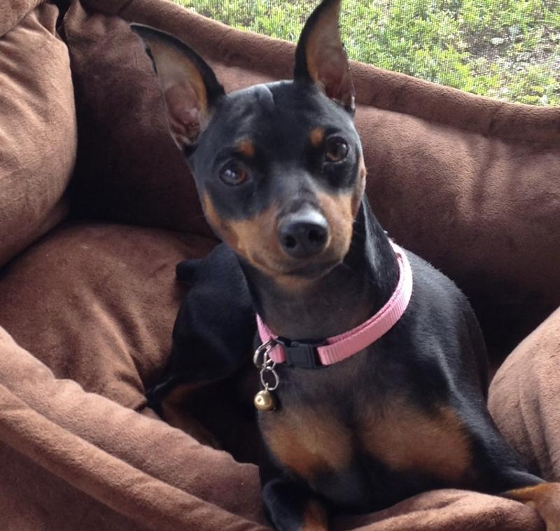 Lilly Loves her Hartguard Treat every Month!
