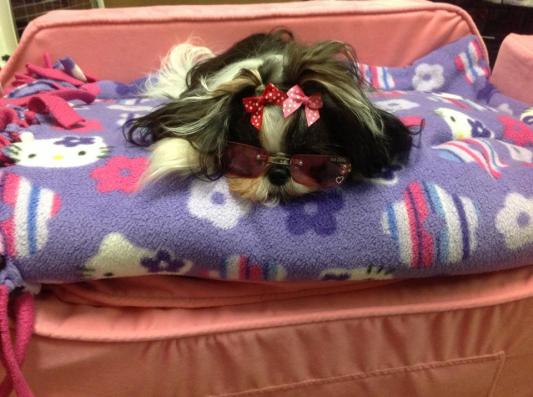 Addie the Tzu
