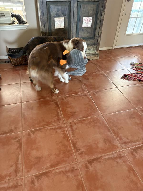 My dogs loving the Petlou Farm Friends Mallard Duck Squeaky Plush Dog Toy