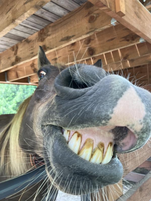 willy loves fast delivery