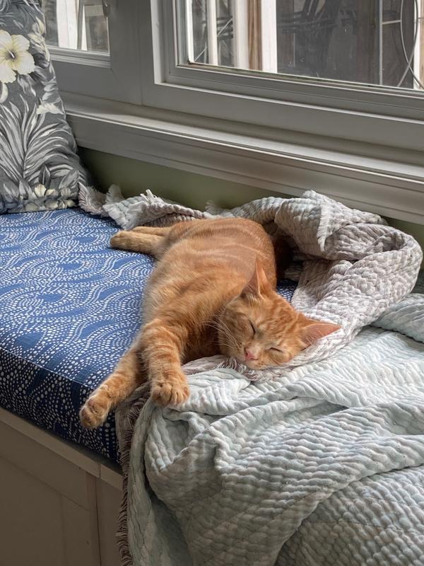 EMMY'S BEST PET PRODUCTS Stop The Scratch Furniture Protector Tape