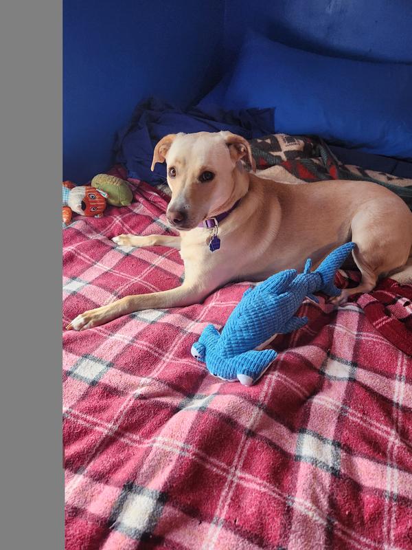 Daisy and her sharky