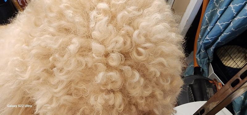 This is The Goldendoodle with the tight curls before