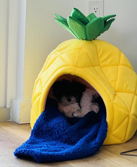 Pineapple bed outlet dog