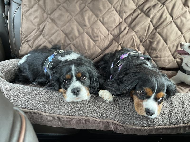 3 Dog Pet Supply Car Seat Protector with Fleece Bolster, Large, Chocolate