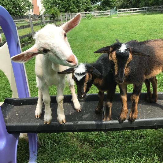 Abe, Wilma & Daisy love their Scratch and Peck Organic Goat Feed