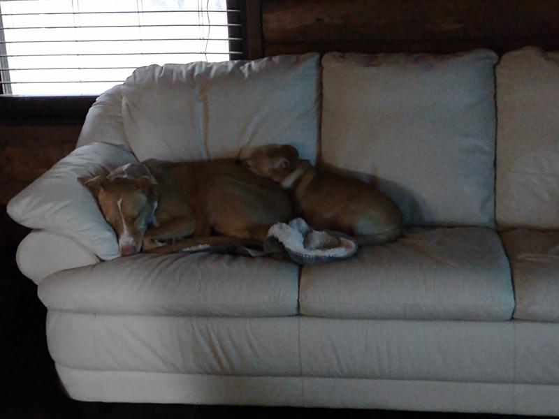 Dogs on their blankie.