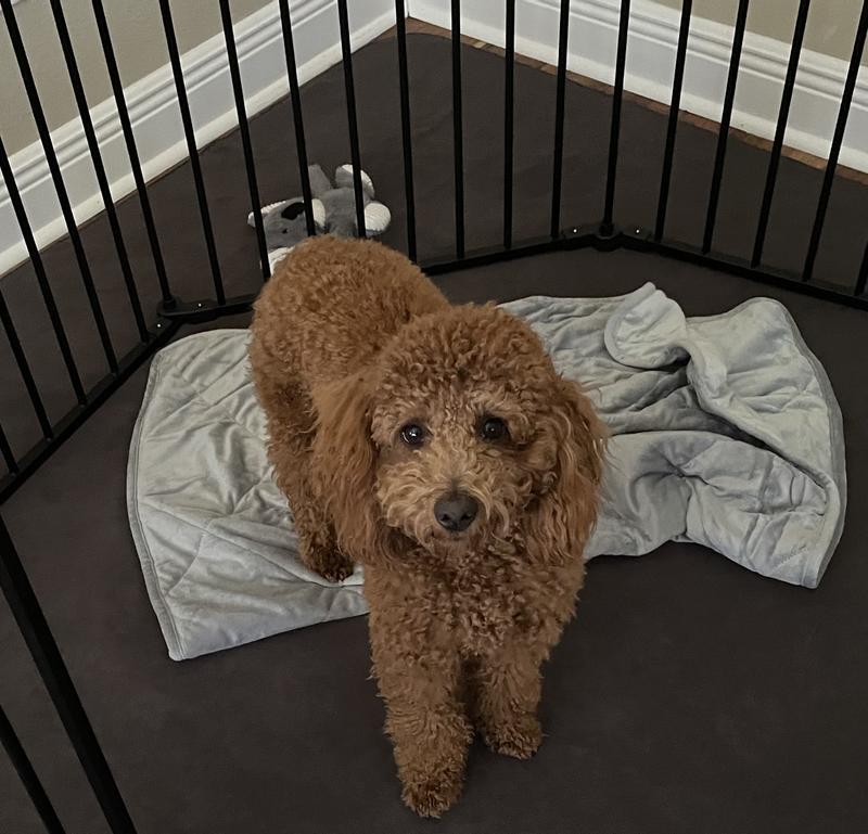 PETFUSION Microplush Quilted Dog & Cat Blanket, Gray, Small