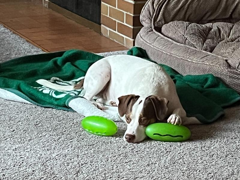 STARMARK Treat Dispensing Pickle Pocket Tough Dog Toy Chewy