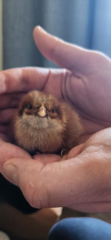 Little Welsummer Chick