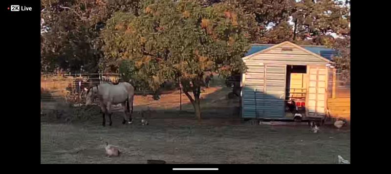 This is zoomed in about halfway, you can see how clear the picture still is! Zoomed in all the way is definitely more pixilated, but could still make out what the animal is