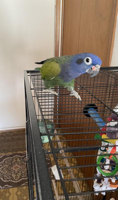 Joey, just struttin’ his roof top to say “hello”