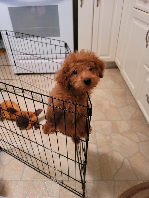 Karma climbing out of the ex pen.