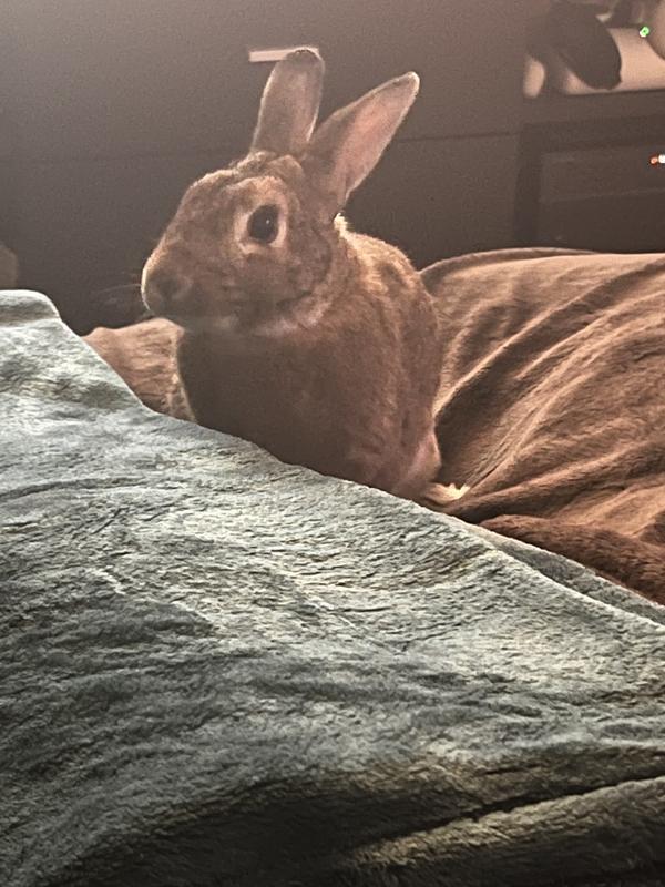 BLUE SEAL Home Fresh Show Hutch Deluxe 17 Small Animal Food, 20lb bag