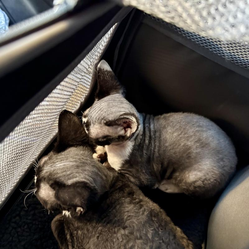 Frisco Dog & Cat Carrier on Wheels