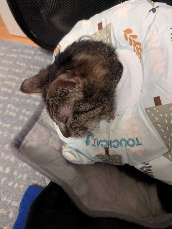 Finally, a way to rest his head!