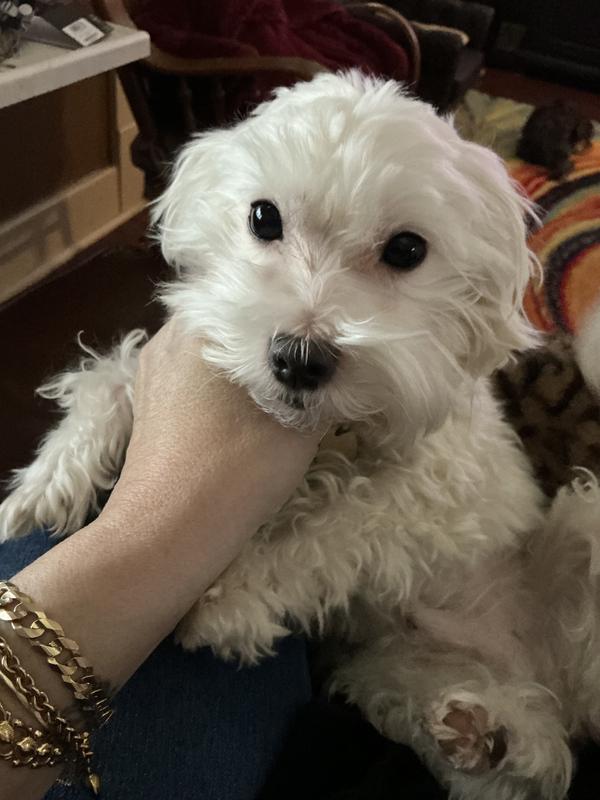 All 6 of my little dogs and husband..