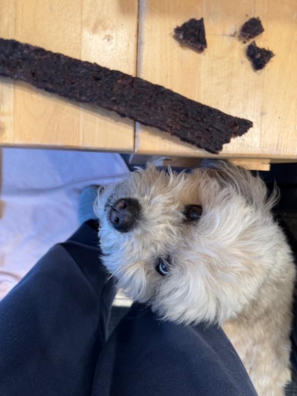 My dog impatiently waiting for the treat. You can also see how you can break it into smaller pieces.