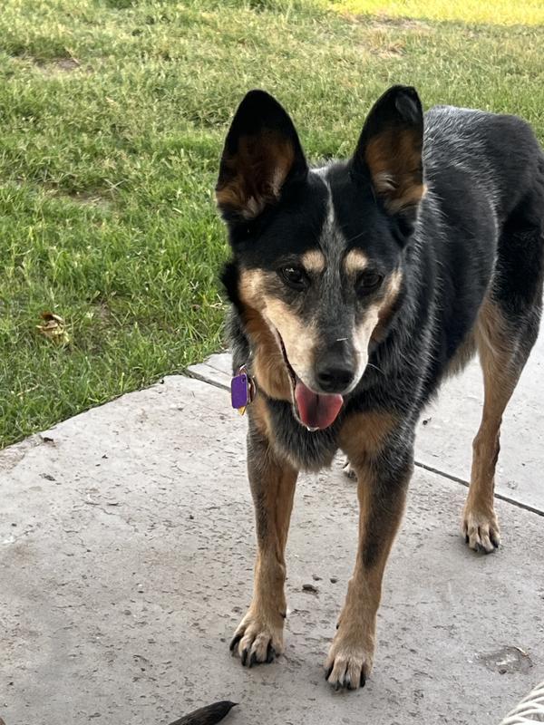 Sydney is going to be 16yrs old she eats great Bil Jac Dog food & Salmon