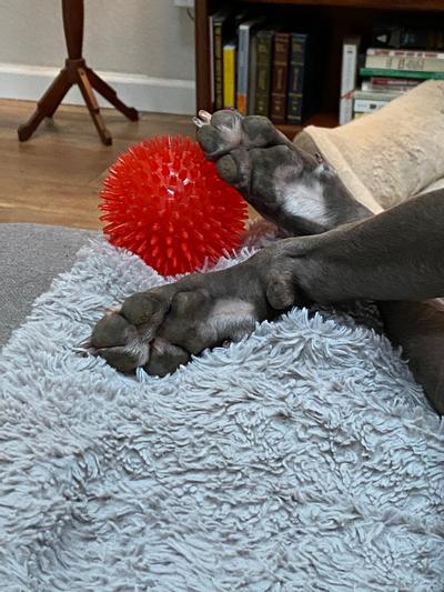 She fell asleep, but had to be close to her Squeaky.