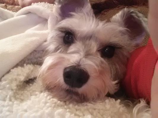 My sweet dog!