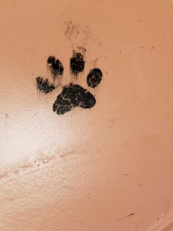 Bigger picture of the cat paw with the paint smearing