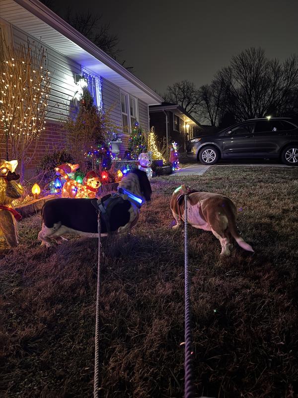 Zelda and Zoey attempting to blend in with my holiday lawn dogs