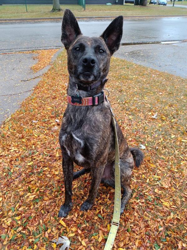 Niko's a Good Boy!   (Whippet/Dutch Shepherd as far as I can tell)