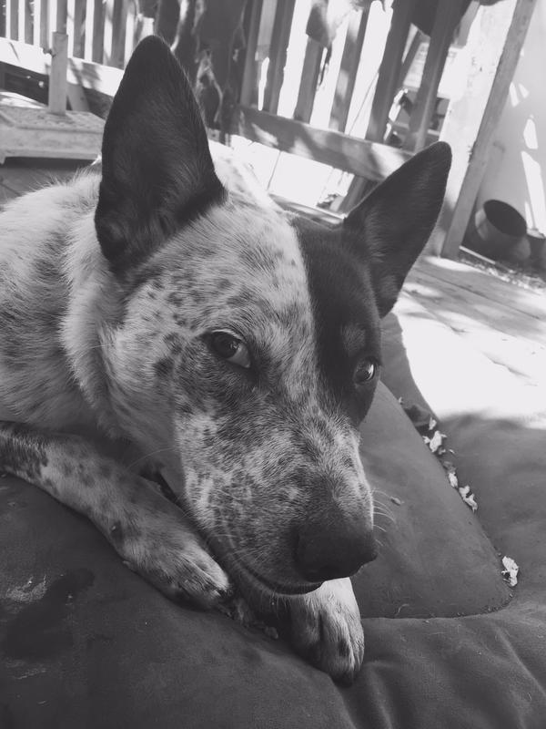 My Big mischievous raptor!