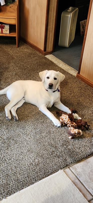 Lemmy and some of his many toys from Chewy