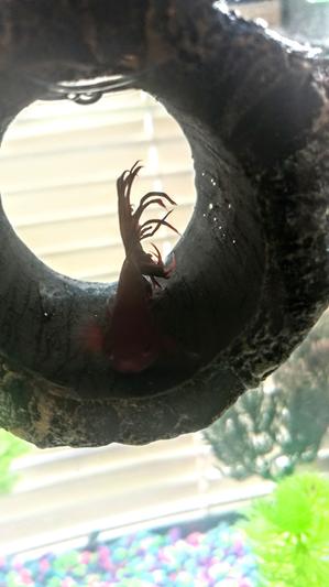 Apollo enjoying his secret hideout from his tank buddies.