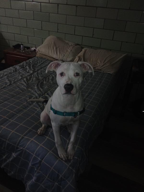 She is a blue pit bull nothing works on her and the chain does not fit her