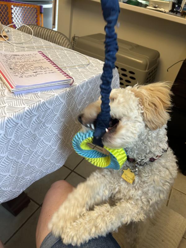 Spice's new favorite toy!