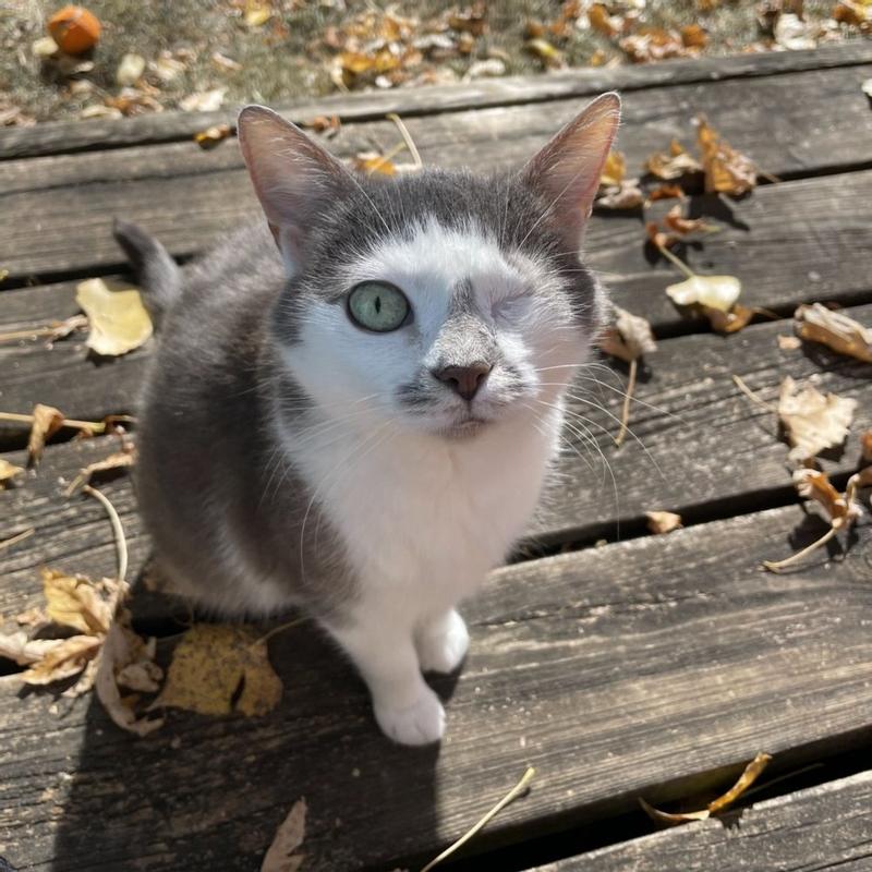 After the test, I have a few new ideas and options for treating my little megacolon rescue kitty - Betty.