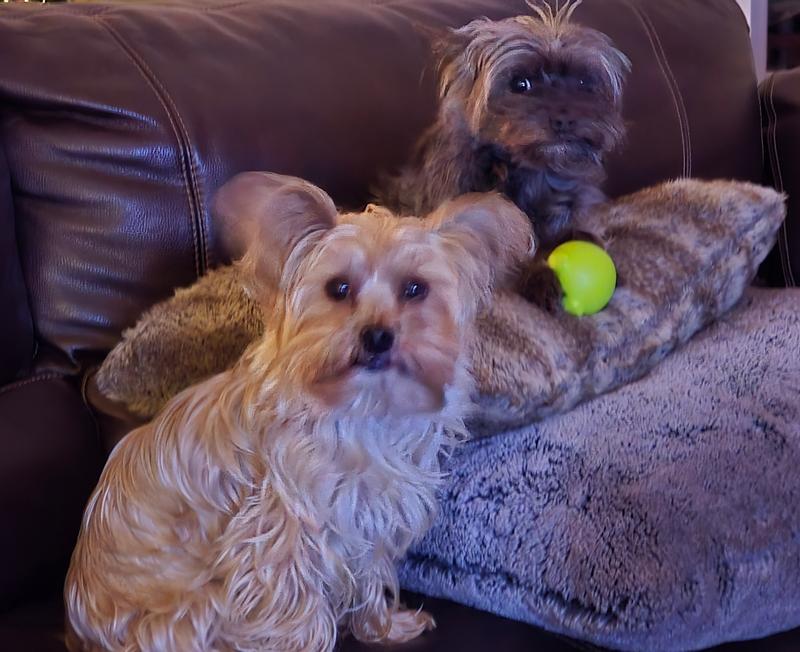 Sophie n Stella ready for winter with their longer haircuts.