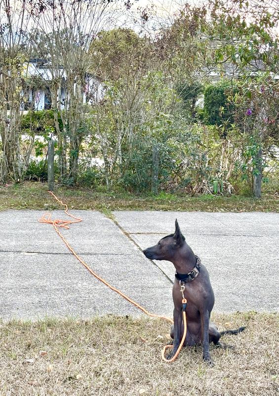 Dog doing long stay exercise attached to post