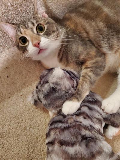 Cute Kitty with her stuffy