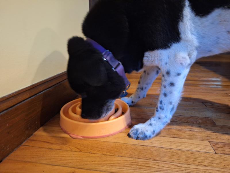 Nothing distracts him now