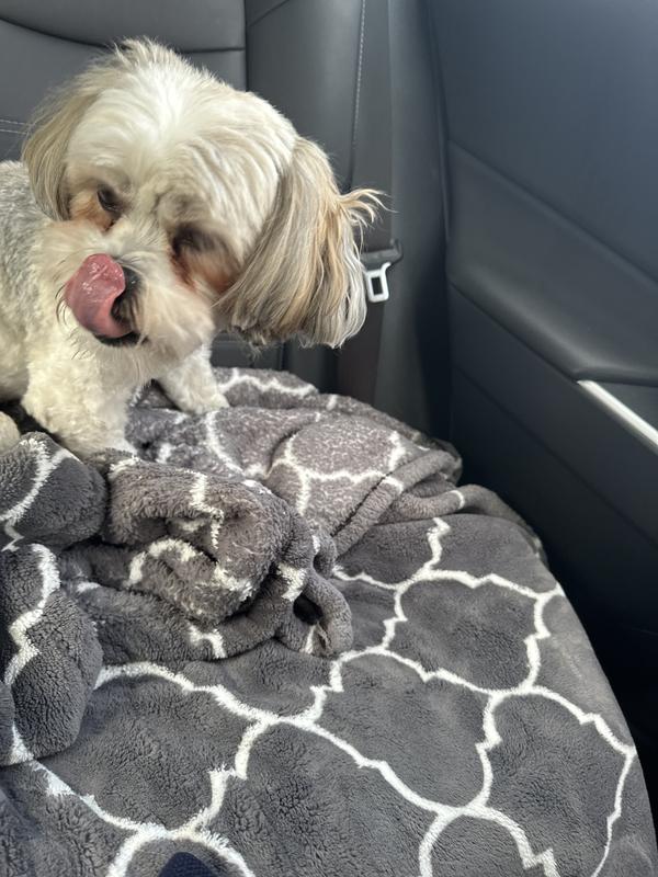 Cooper just finishing up his jack and pup. Bully stick.