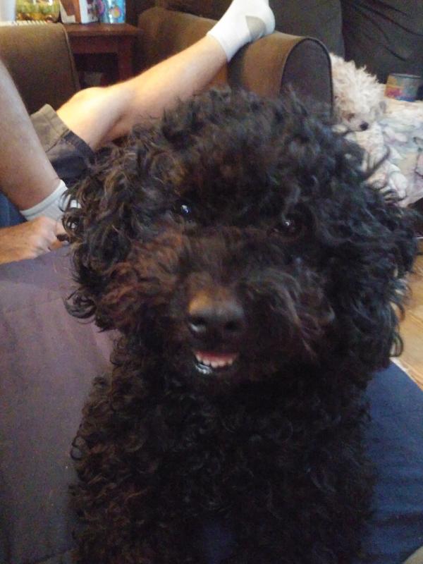 This is one of my poodle she loves chewy she know when a chewy box comes in that it has treats she loves and she bring the bag to me and I ordered a dog shower and that was bast thing I got