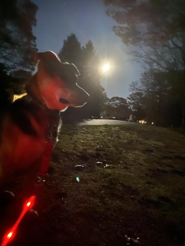 When the moon isn’t out , this leash is a lifesaver