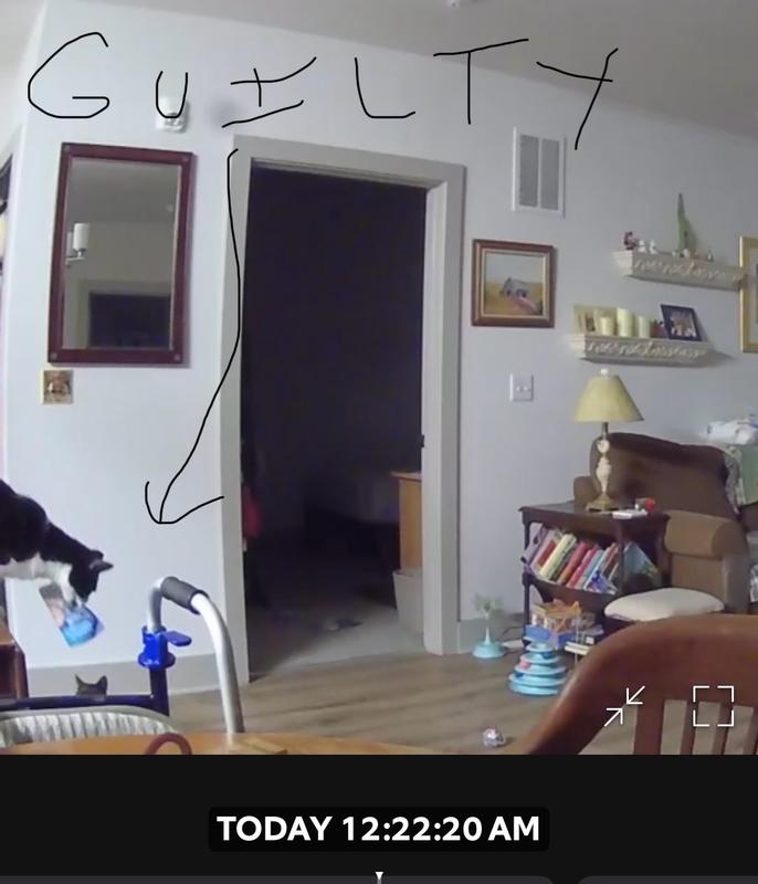 Guilty! This is my boy Hank stealing a pack in the middle of the night for him and his sister to enjoy. 🙃🤣🙃