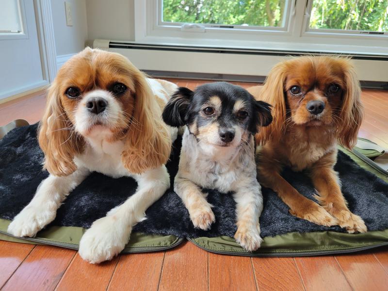 And a chiweenie makes 3!